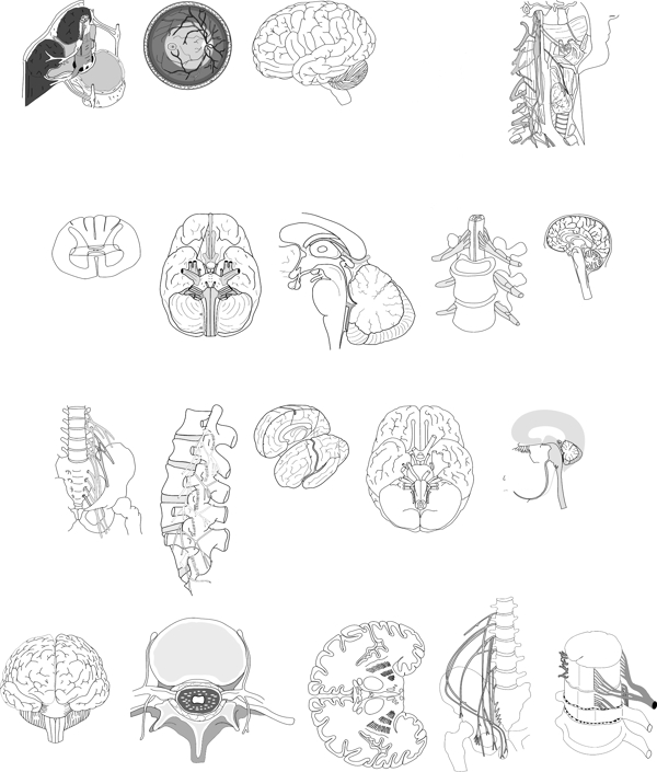 大脑神经图片