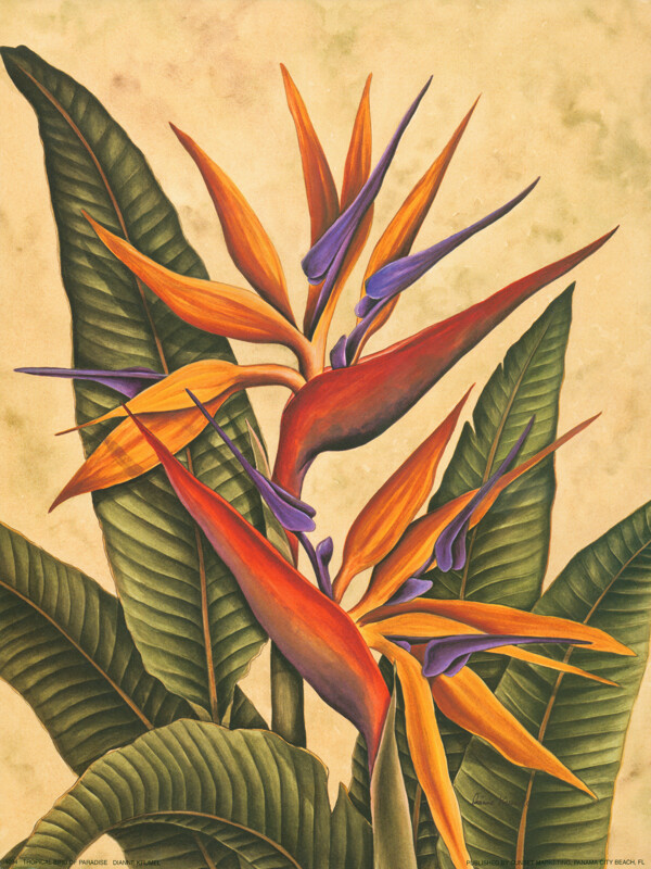 热带植物花卉天堂鸟装饰绘画