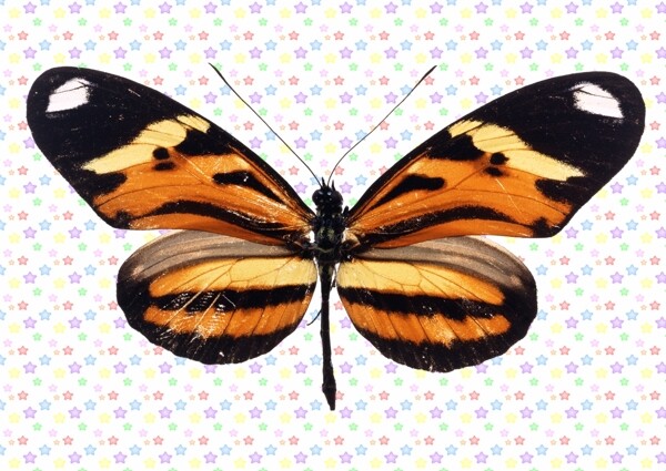 虎纹图案蝴蝶图片