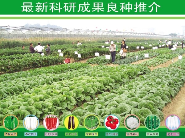 優(yōu)良種子推介圖片