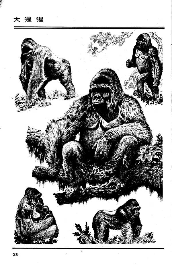 百兽图26大猩猩图片