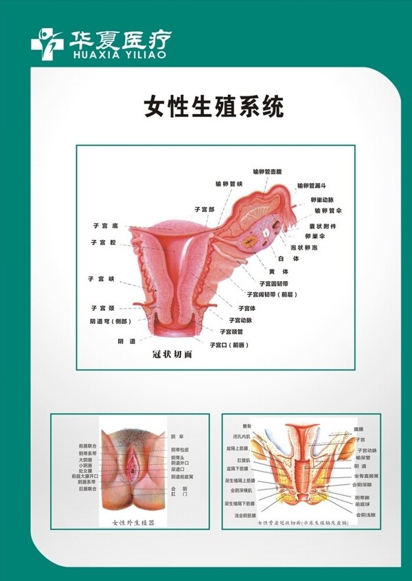 妇科图谱生殖系统图片