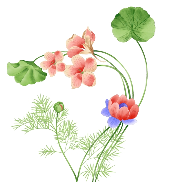花荷花圖片