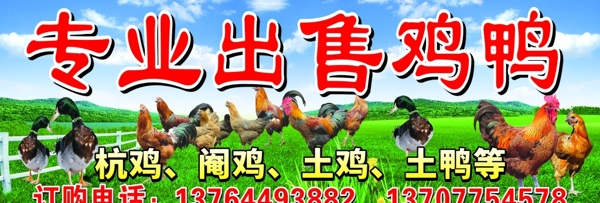 專業(yè)出售雞鴨