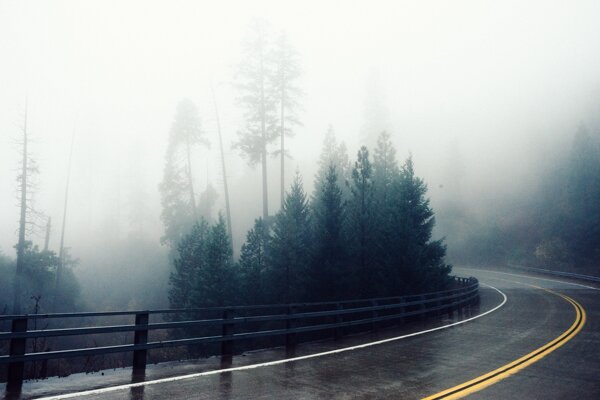 森林云雾图片