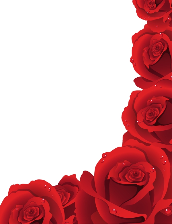 鲜红花瓣玫瑰花矢量素材