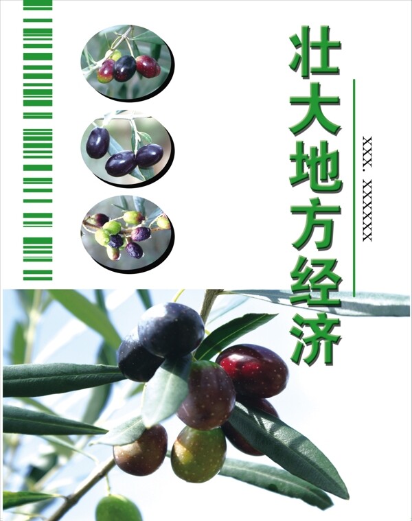 油橄欖封面圖片