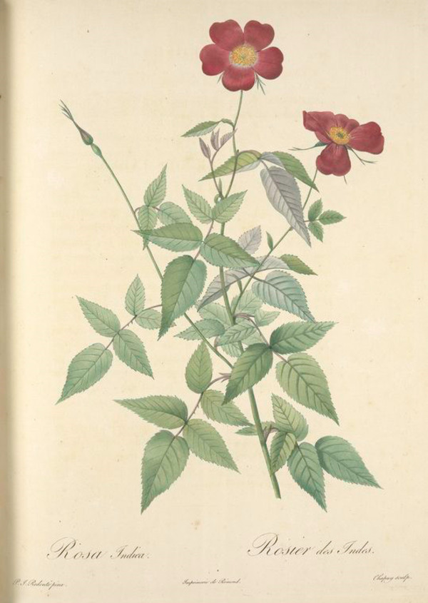 經(jīng)典手繪油畫花卉