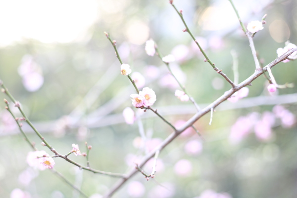 桃花圖片