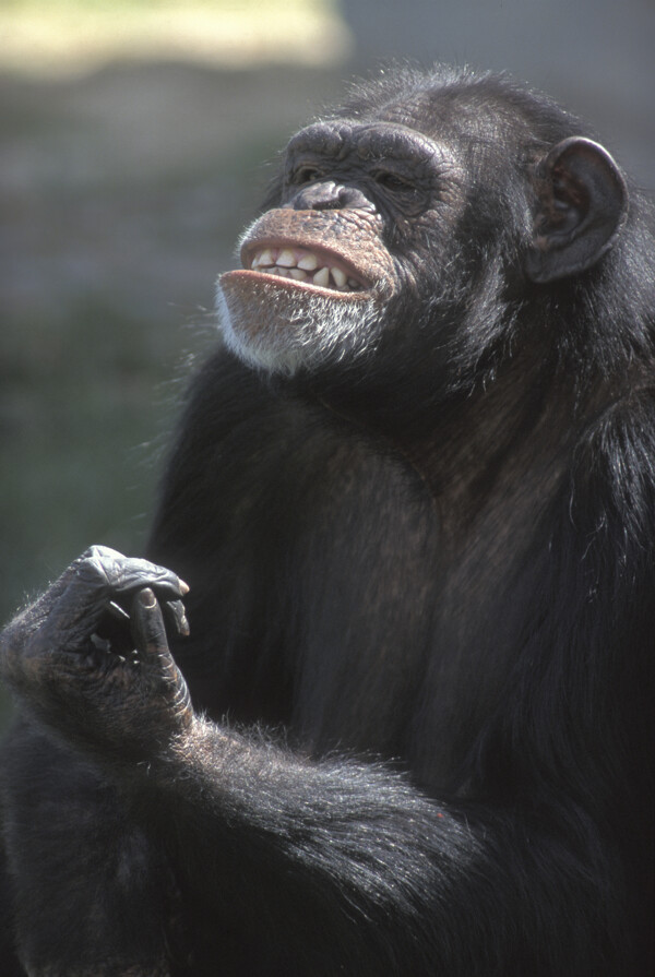 黑大猩猩图片