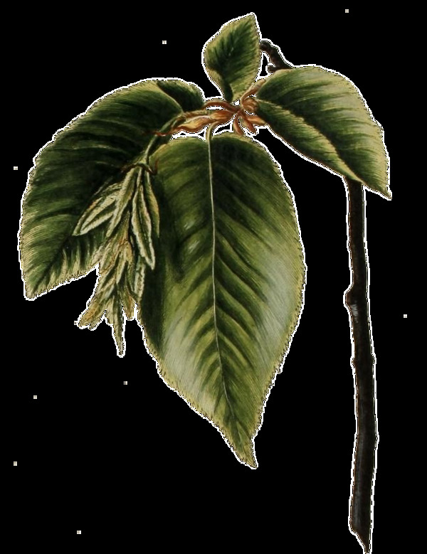 手绘逼真一枝弯曲的绿叶树枝透明植物素材