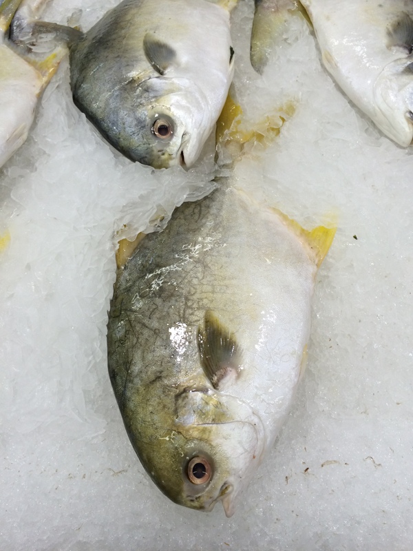 黃魚