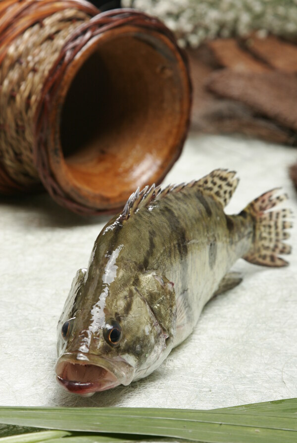桂魚(yú)圖片