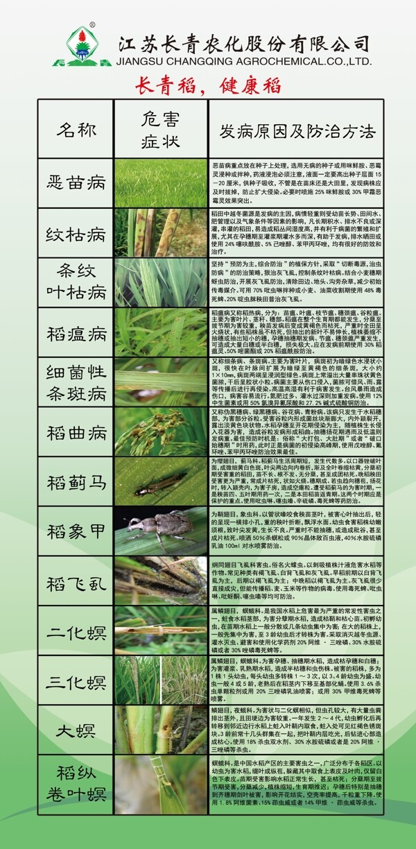 長(zhǎng)青稻健康稻圖片