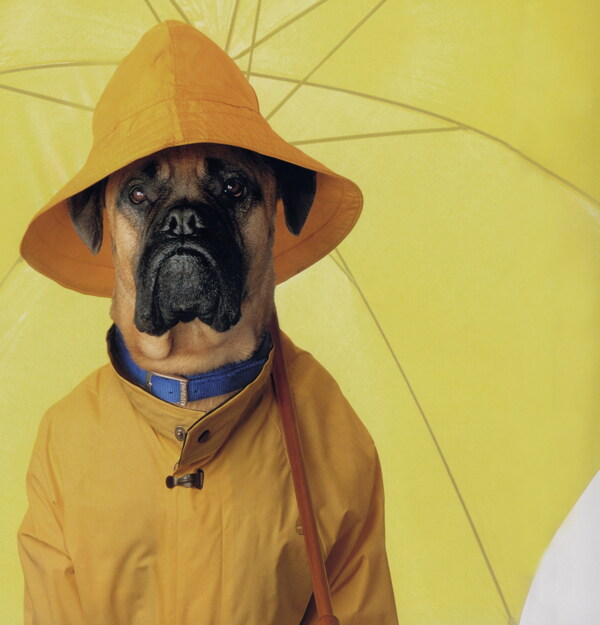 打雨伞的趣味狗狗图片