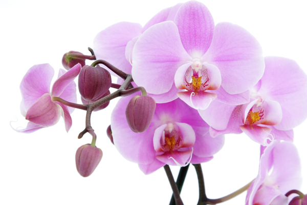 玫瑰花花瓣