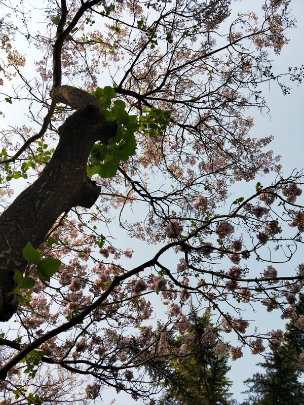 仰望一课开着花的老泡桐树