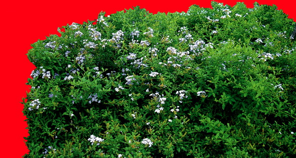 植物貼圖素材建筑裝飾JPG0010