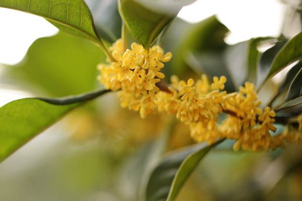 桂花圖片