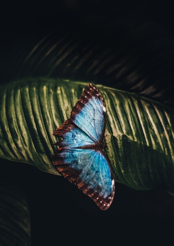美丽蝴蝶