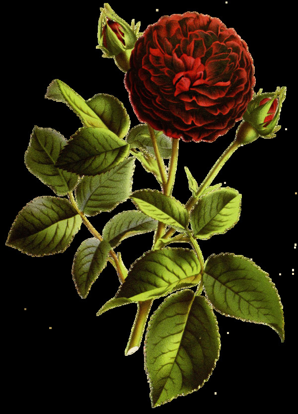 茶紅花蕊卡通透明素材