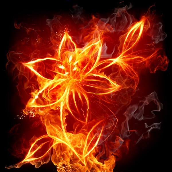 燃烧的花卉图片