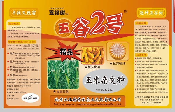 玉米種子圖片