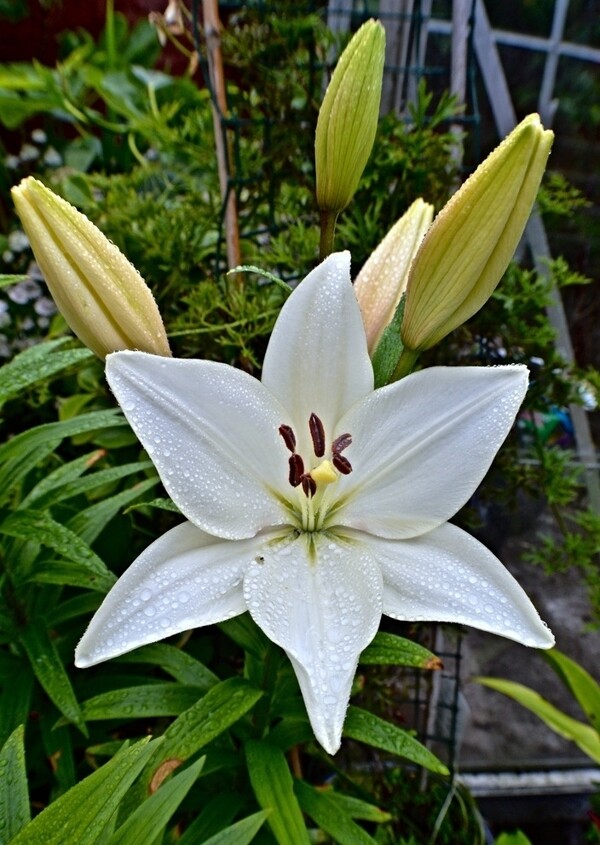 百合花