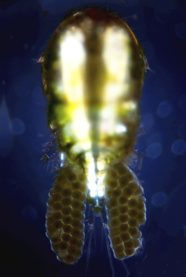 浮游生物