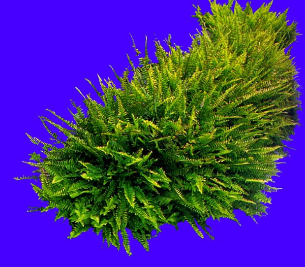 植物貼圖素材JPG1114
