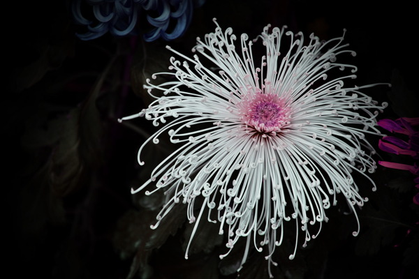 秋菊