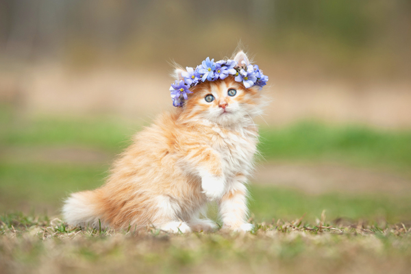 漂亮的花朵小猫