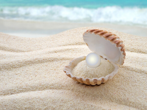 沙滩上的珍珠蚌类