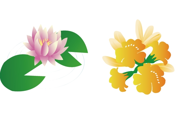 花朵圖片
