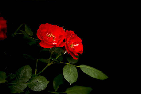 薔薇