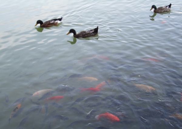 魚塘圖片