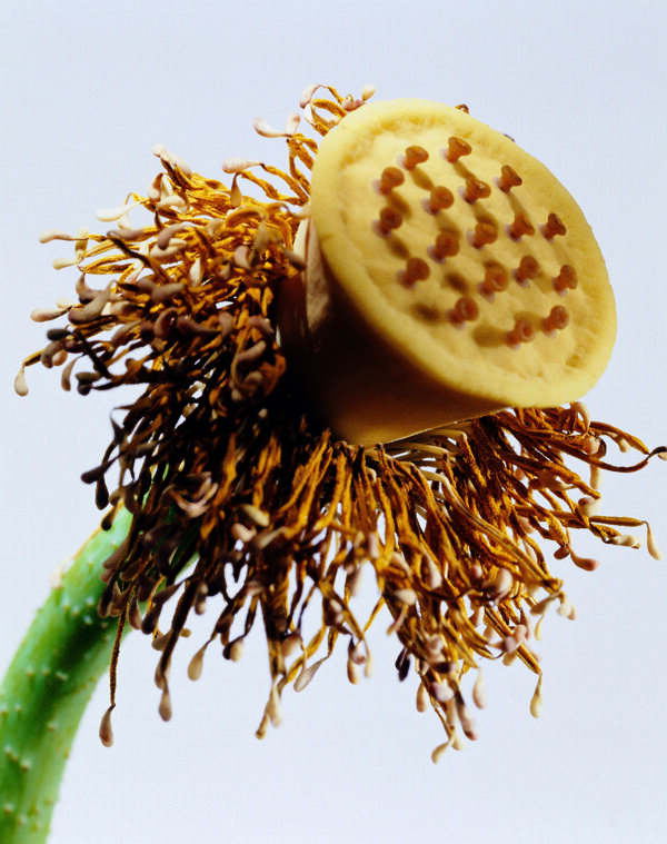 花蕊中的蓮蓬