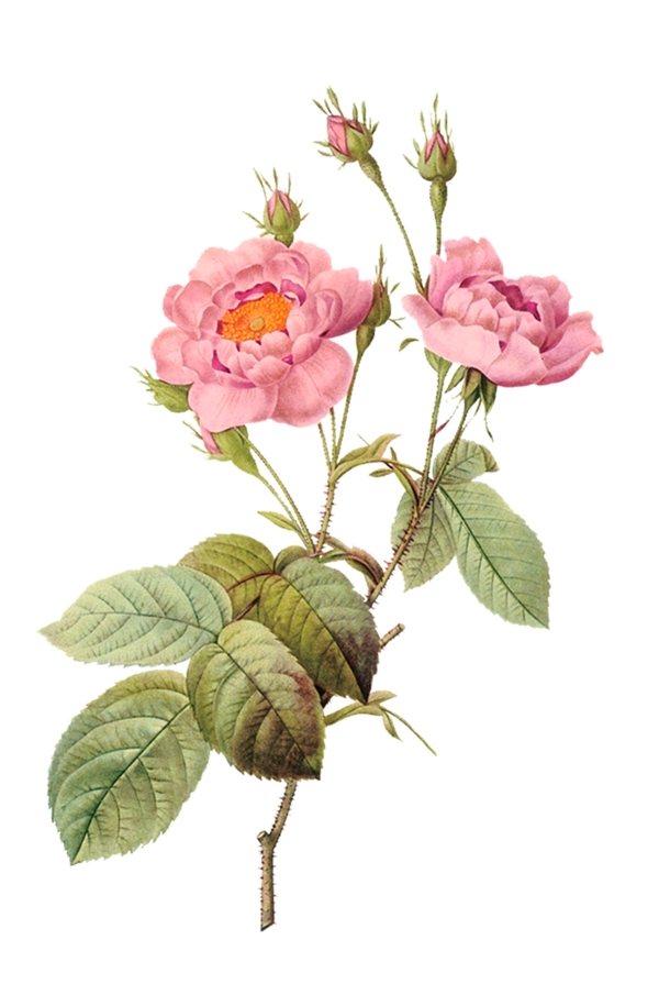 插畫花卉
