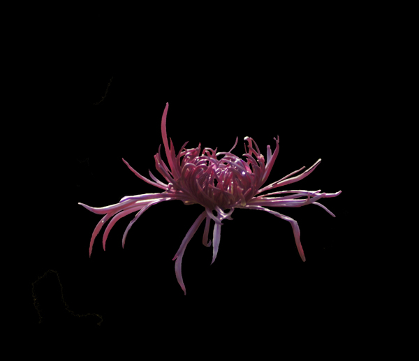 位圖植物花朵菊花免費(fèi)素材