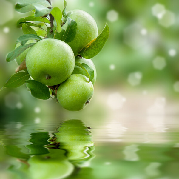 树枝上的青苹果和水中倒影图片