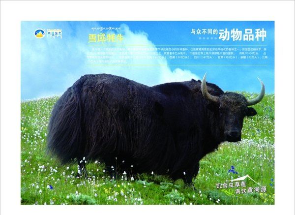 牦牛圖片
