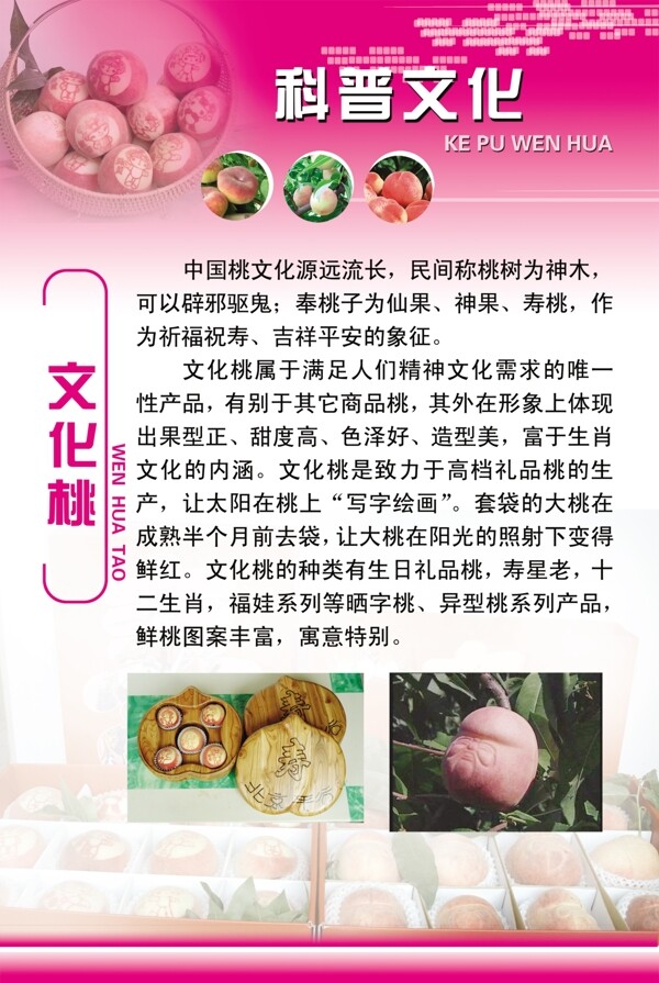 文化桃
