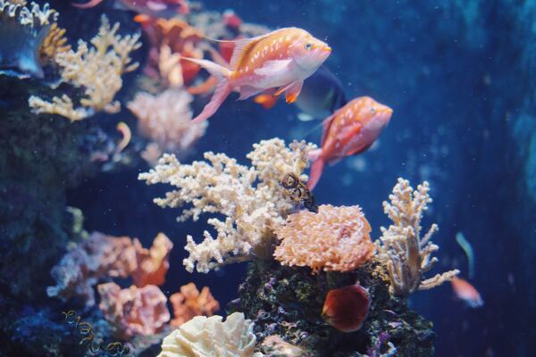 两条带珊瑚礁的红色小鱼