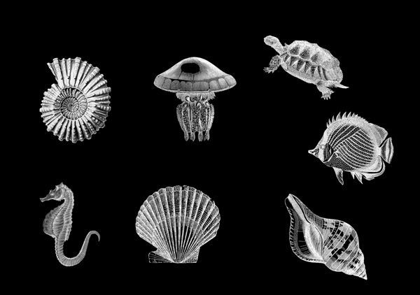 海洋生物