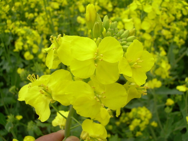 黃色油菜花