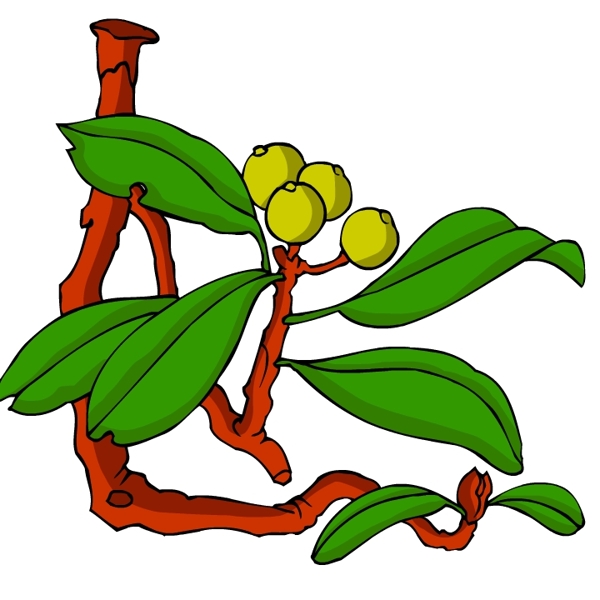 花卉古典插畫
