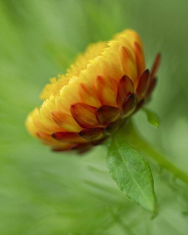 位圖植物花朵寫實(shí)花卉菊花免費(fèi)素材