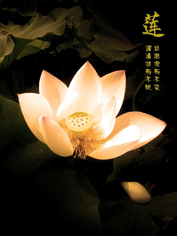 蓮花圖片