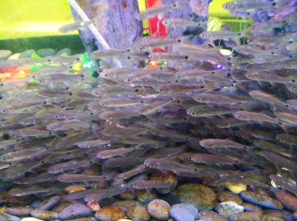 魚群小魚