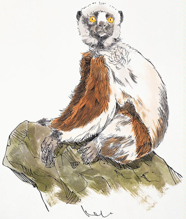 靈長動物動物插圖29